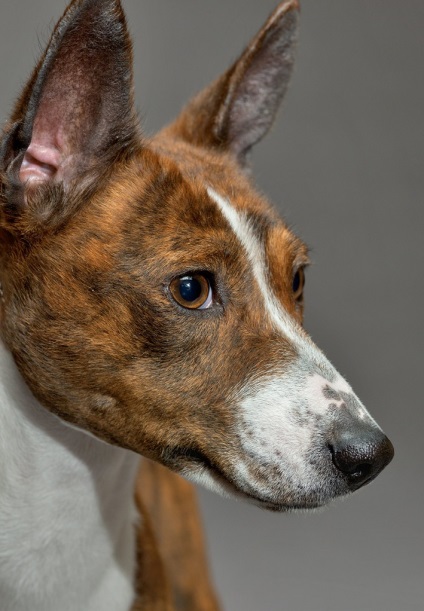 Rasa Basenji este cea mai veche și neobișnuită rasă de câini care nu latră
