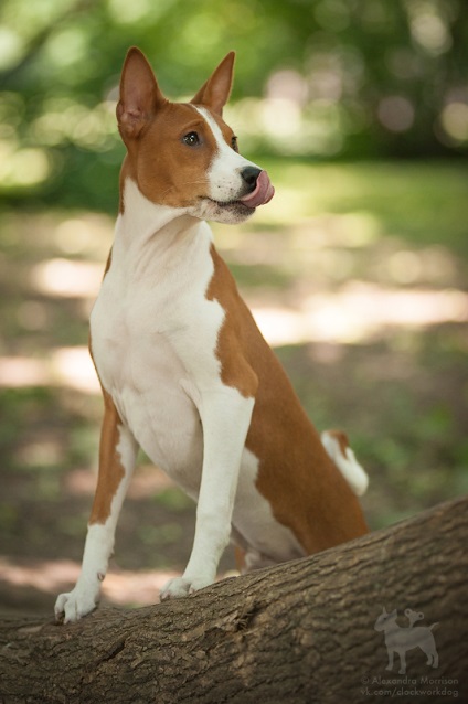 Rasa Basenji este cea mai veche și neobișnuită rasă de câini care nu latră