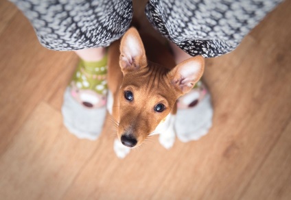 Rasa Basenji este cea mai veche și neobișnuită rasă de câini care nu latră