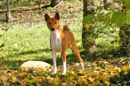 Rasa Basenji este cea mai veche și neobișnuită rasă de câini care nu latră