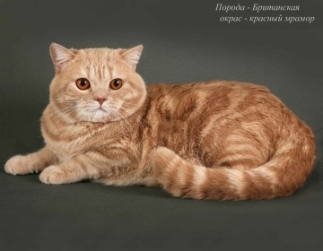 A macska fajta metis fotó, leírás, karakter, brit és norvég, sziámi és perzsa, cotizm