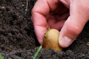 Plantarea și cultivarea cartofilor