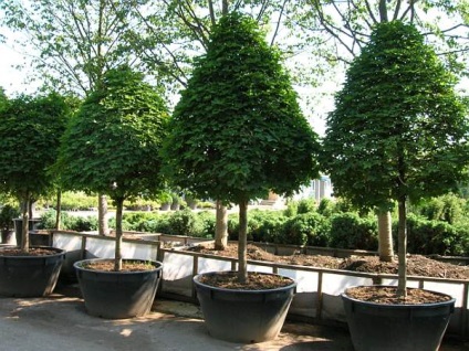 Plantarea de mori de dimensiuni mari, cu o garanție a costului de plantare a copacilor cu copaci de dimensiuni mari pe site-ul companiei