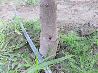 Paulownia ültetése