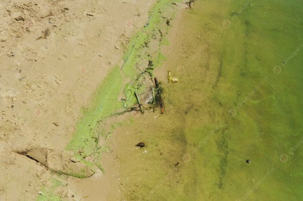 Verde cu Dnepr „farmec“ și pericolele plajele noastre - Dnepr Info