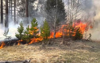 Normele privind siguranța în caz de incendiu și cauzele incendiilor în pădure