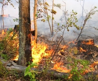 Normele privind siguranța în caz de incendiu și cauzele incendiilor în pădure