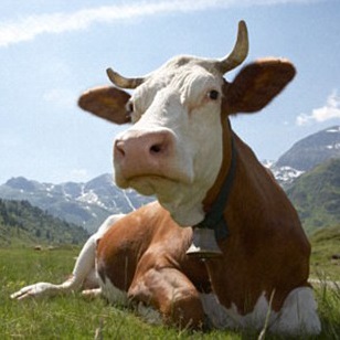 Guvernul a aprobat decuparea bovinelor de reproducție