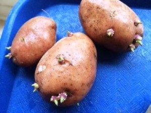 Pregătirea prematură a tuberculilor de cartofi, sezonul de vară