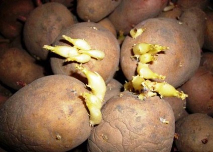 Pregătirea prematură a tuberculilor de cartofi, sezonul de vară