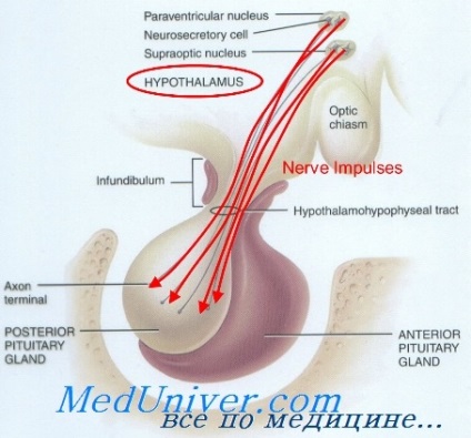 Cauzele hipopituitarismului Sindromul unei șade goale goale, apoplexia glandei pituitare și sindromul Sjogren