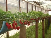 Avem nevoie de o seră pentru a crește o căpșună (căpșuni în creștere într-un teren închis)