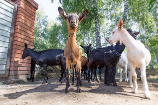 A faluban a kalandok kalandjai, amikor eljutottunk az első agroturizmusunkba