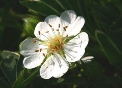 Oregano condimente pentru care feluri de mâncare, aplicare