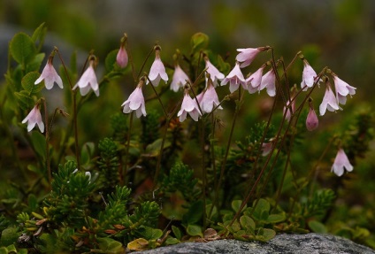 Natura Udmurtia