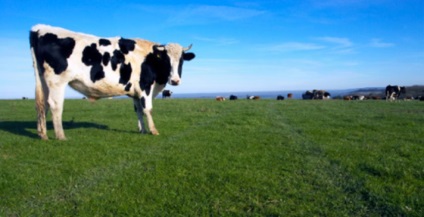 Vaca lipsă a fost găsită subteran, site-ul nr. 1 pentru fermieri și grădinari