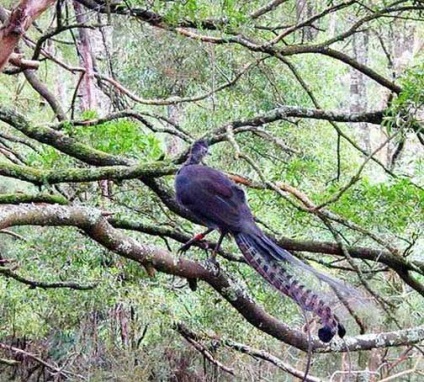 Bird-lira, lyrebird, fotografie