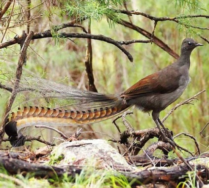 Bird-lira, lyrebird, fotografie