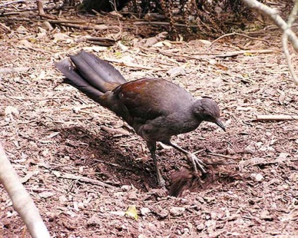 Bird-лира, Lyrebird, снимки