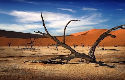 Desert Namib descriere, educație, animale, plante