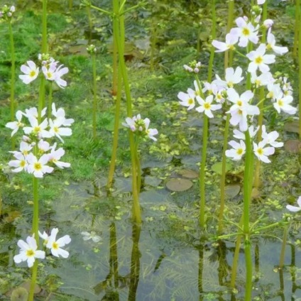 Plante pentru un iaz în țară, toate tipurile și opțiunile de plantare