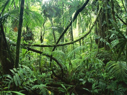 Plante de păduri ecuatoriale