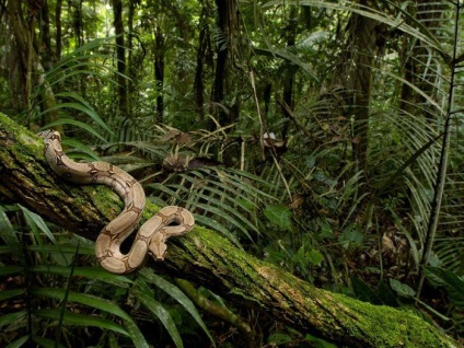 Plante de păduri ecuatoriale