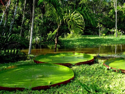 Plante de păduri ecuatoriale