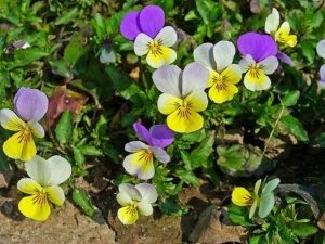 Lumea de legume a Europei caracteristică, listă, titlu și fotografie