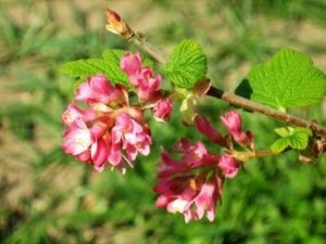 Lumea de legume a Europei caracteristică, listă, titlu și fotografie