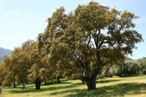 Lumea de legume a Europei caracteristică, listă, titlu și fotografie