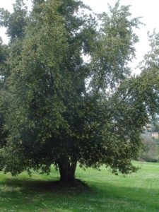 Lumea de legume a Europei caracteristică, listă, titlu și fotografie