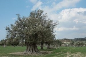 Lumea de legume a Europei caracteristică, listă, titlu și fotografie