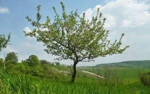 Lumea de legume a Europei caracteristică, listă, titlu și fotografie