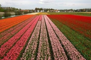 Lumea de legume a Europei caracteristică, listă, titlu și fotografie