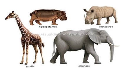 Animale mamifere