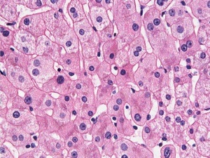 Regenerarea celulelor hepatice - totul despre ficat