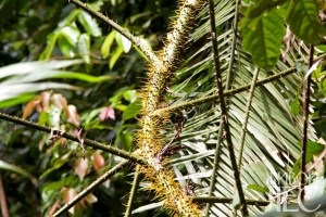 Rothang - rețele tropicale - revista online 