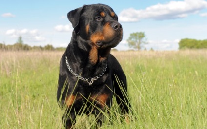 Rottweiler caracterizarea și descrierea rasei câinilor