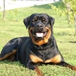 Rottweiler caracterizarea și descrierea rasei câinilor