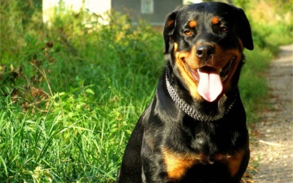 Rottweiler caracterizarea și descrierea rasei câinilor