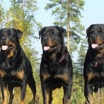 Rottweiler caracterizarea și descrierea rasei câinilor