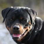 Rottweiler caracterizarea și descrierea rasei câinilor