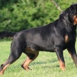 Rottweiler jellemzése és a kutyafajták leírása