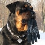 Rottweiler caracterizarea și descrierea rasei câinilor