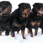 Rottweiler caracterizarea și descrierea rasei câinilor