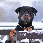 Rottweiler caracterizarea și descrierea rasei câinilor