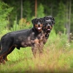 Rottweiler caracterizarea și descrierea rasei câinilor