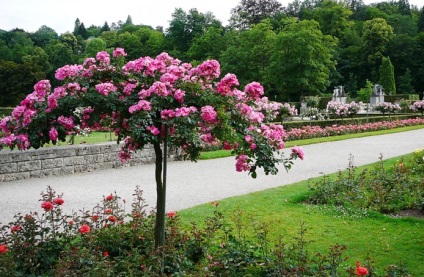 Rosarul din Baden-Baden