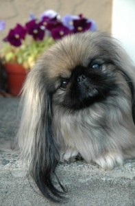 Sleeve Pekingese, portalul Pekingese